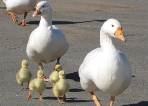 geese-nd-gooslings