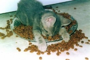 13-cat-food-bowl-300x200