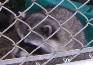 raccoon close up