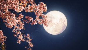 flowering branch and moon