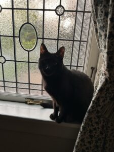 Cat before stained glass window