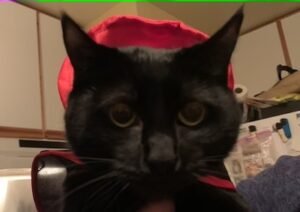 Black cat wearing dracula cape