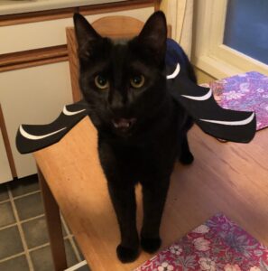 Black cat wearing bat wings